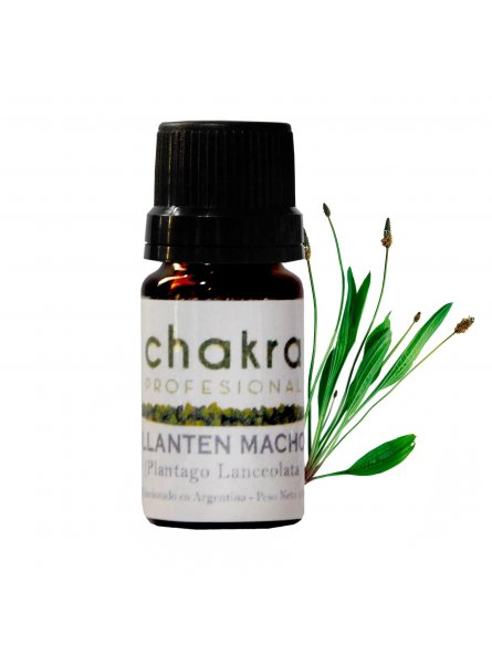Aceite Esencial de Llantén Macho x 11ml | Chakra Profesional