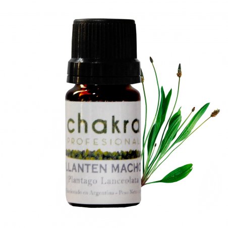 Aceite Esencial de Llantén Macho x 11ml | Chakra Profesional