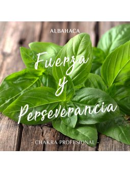 Aceite Esencial de Albahaca x 10ml | Chakra Profesional