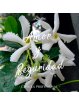 Aceite Semi Natural de Jazmín x 11ml | Chakra Profesional