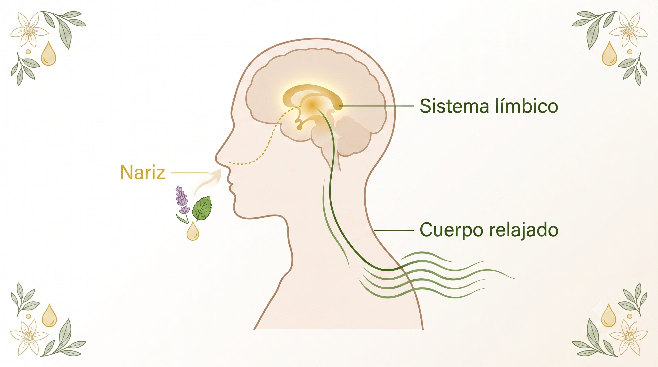 Bulbo oflativo - quimica cerebral - tensiones musculares